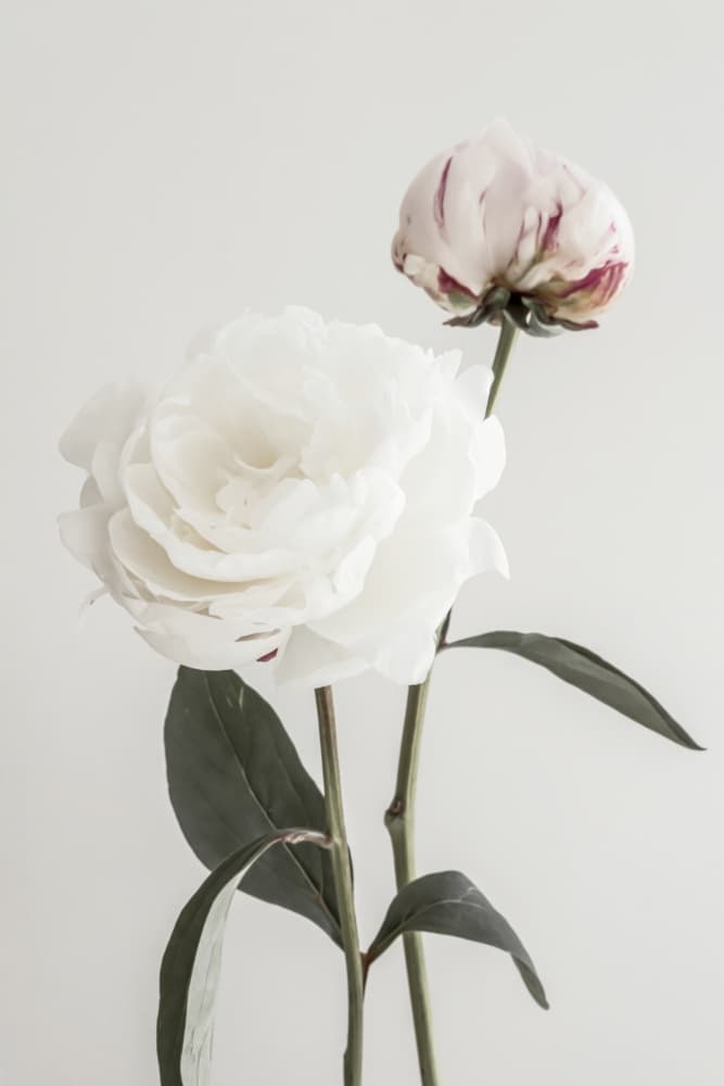 Soft White Peonies by Old Artists Studio III — canvas wall art