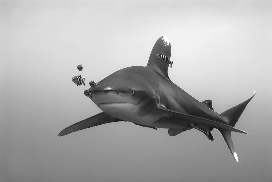 Reef Shark And Pilot Fish by Csaba Tokolyi — canvas wall art