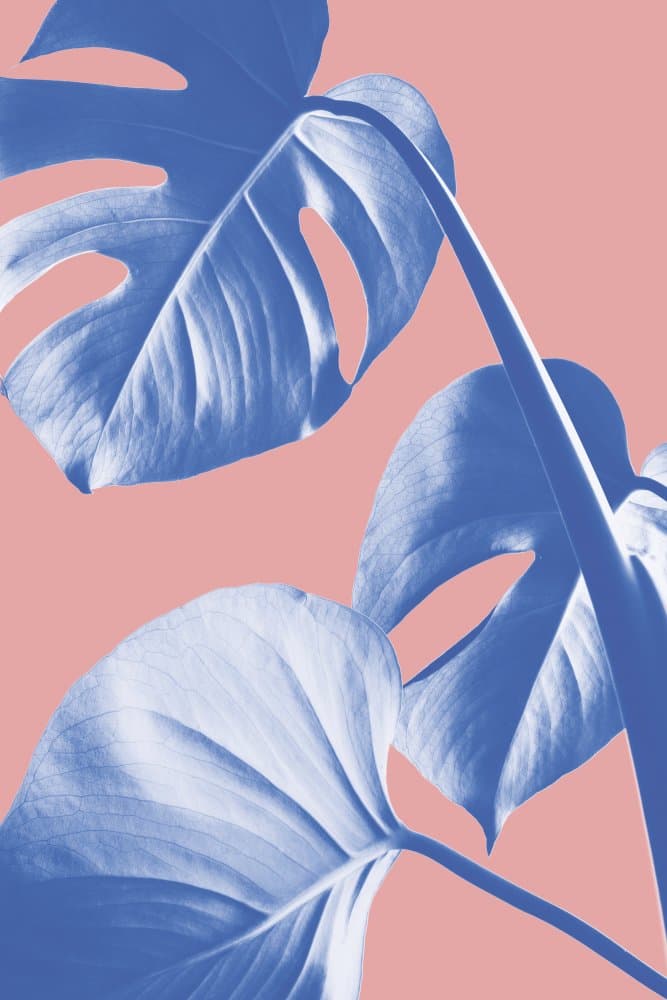 Blue Monstera Peach Pop by Old Artists Studio III — canvas wall art