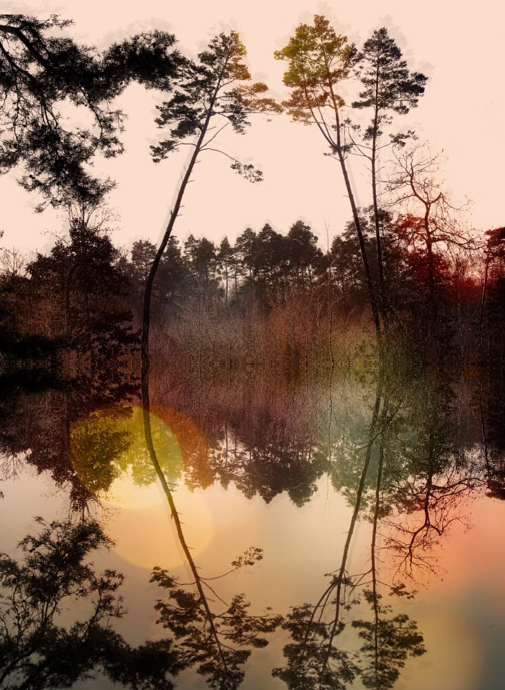 Serene Forest Reflection by Anna Cseresnjes — canvas wall art