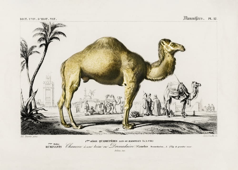 Camel (camelus) by Charles Dessalines D Orbigny — canvas wall art