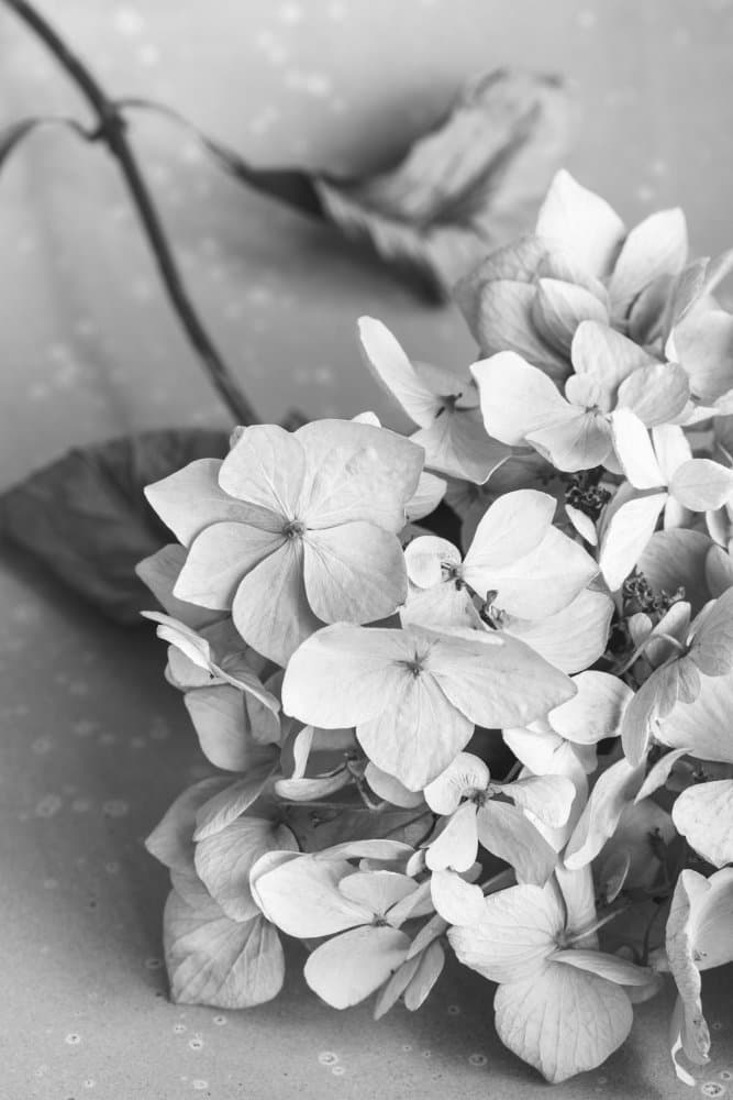 Monochrome Hydrangea Still Life by Old Artists Studio III — canvas wall art