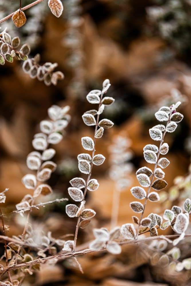 A Winter Morning 2 by Mareike Böhmer — canvas wall art