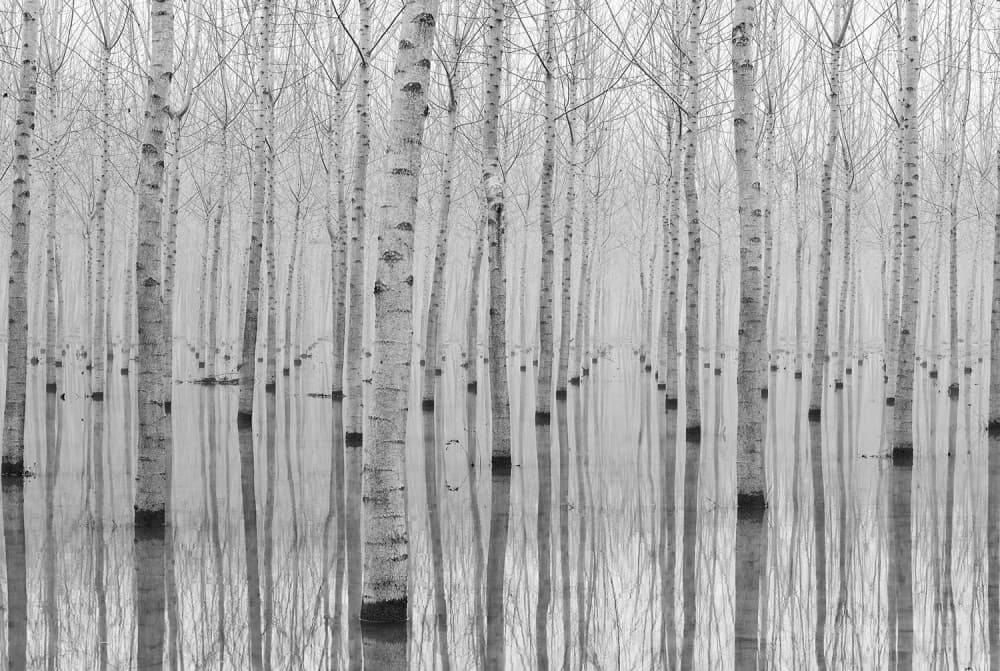 Misty Forest Reflections by Aglioni Simone — canvas wall art