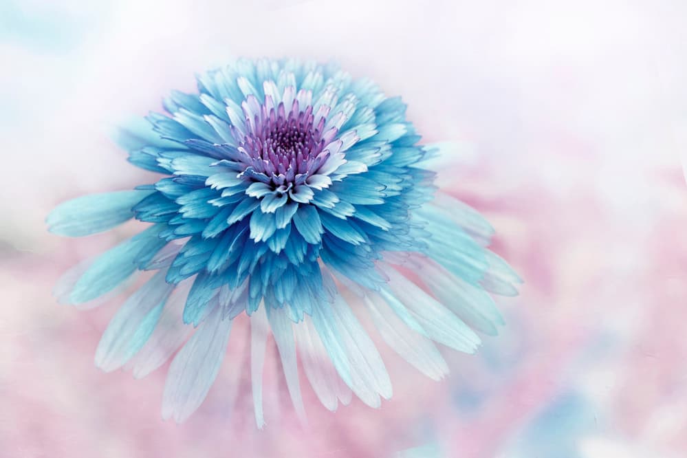 Dreamy Blue Flower by Jacky Parker — canvas wall art