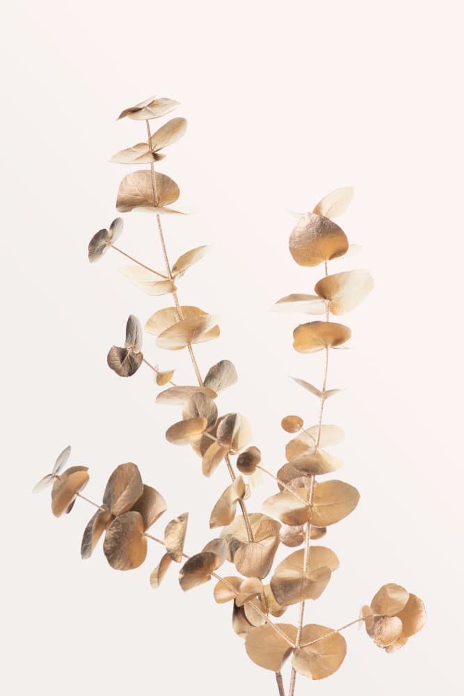 Golden Eucalyptus Branches by Old Artists Studio III — canvas wall art