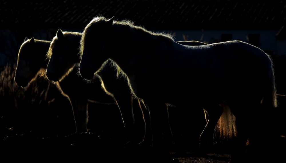 Equine Golden Hour by Michel Romaggi — canvas wall art