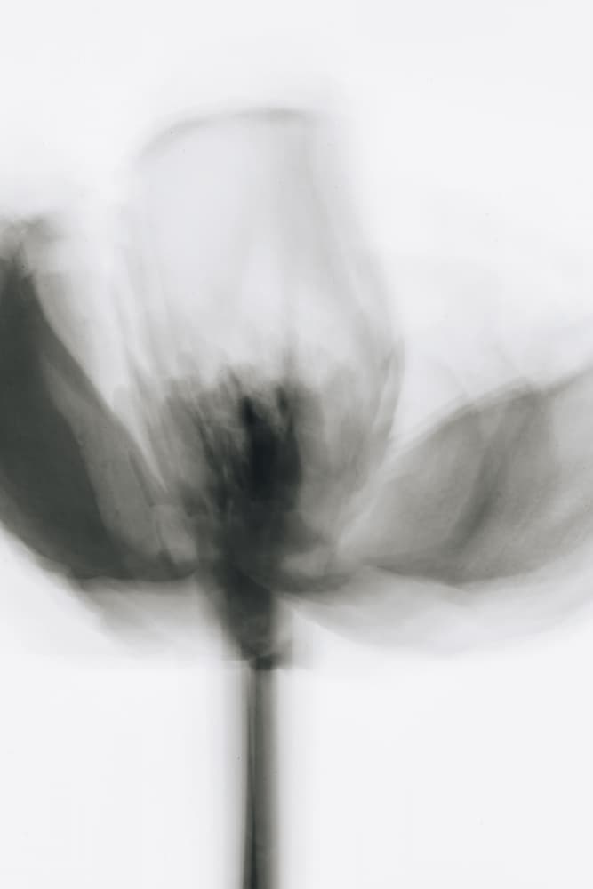 Soft Gray Bloom by Magda Izzard — canvas wall art
