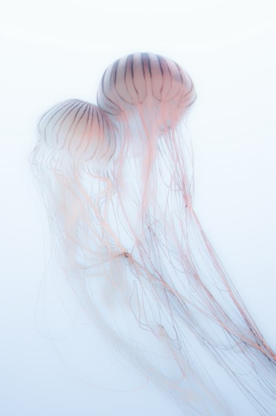 Tranquil Jellyfish Pair by Takeshi Marumoto — canvas wall art