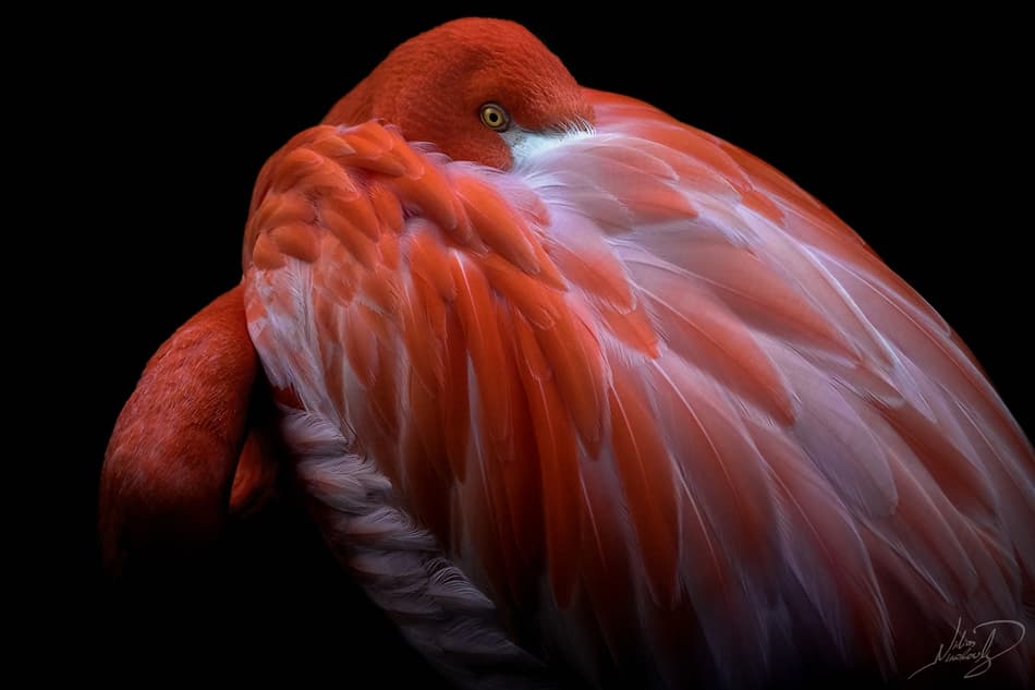 Elegant Red Flamingo by Ilias Nikoloulis — canvas wall art