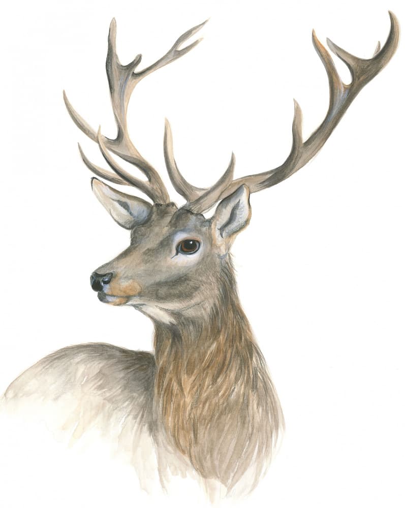 Regal Stag Portrait by Isabelle Brent — canvas wall art