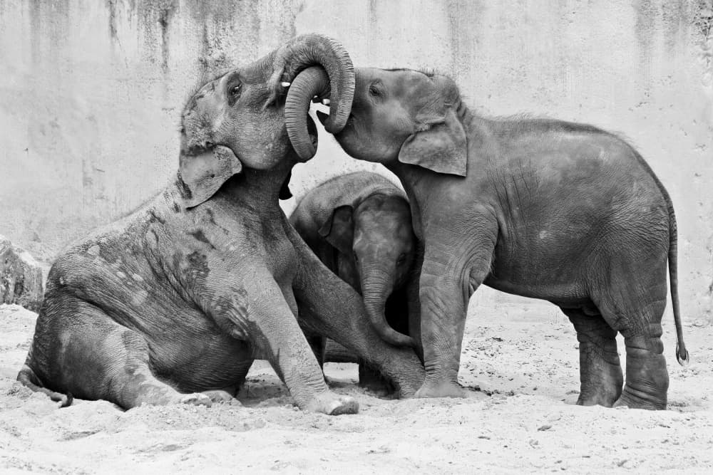 Playful Elephant Calves by Antje Wenner-Braun — canvas wall art