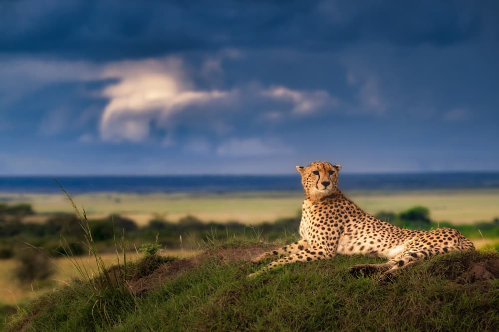 Majestic Cheetah Savanna by Luigi Ruoppolo — canvas wall art