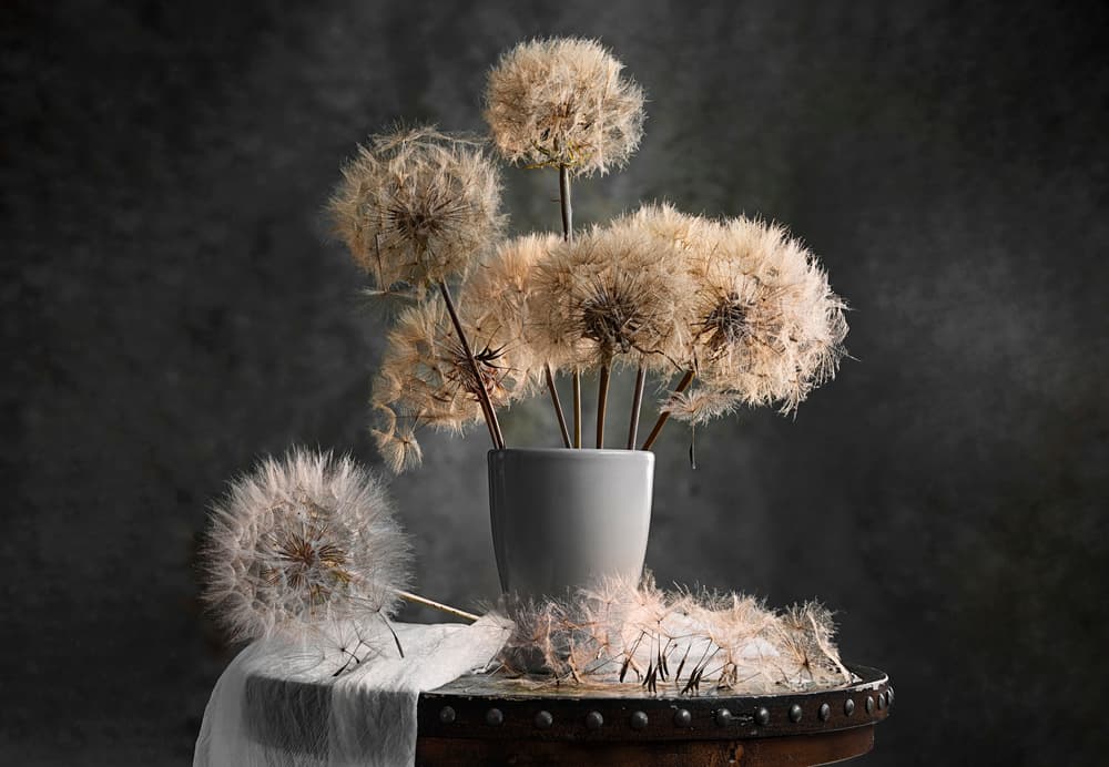 Delicate Dandelions by Lydia Jacobs — canvas wall art