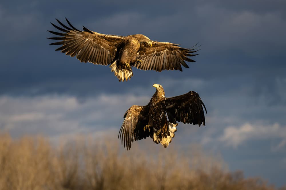 Wild Eagles Encounter by Csaba Tokolyi — canvas wall art