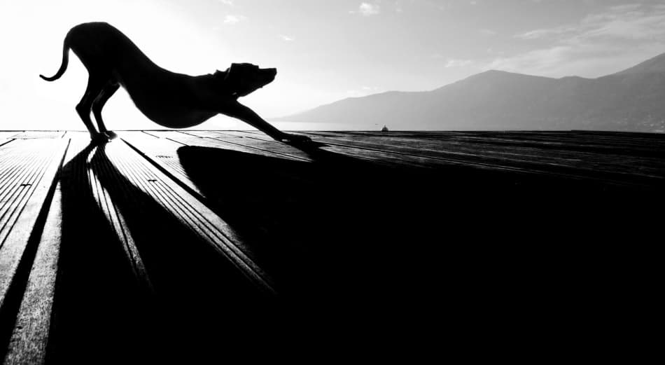 Stretching Dog Silhouette by Christine Frick — canvas wall art