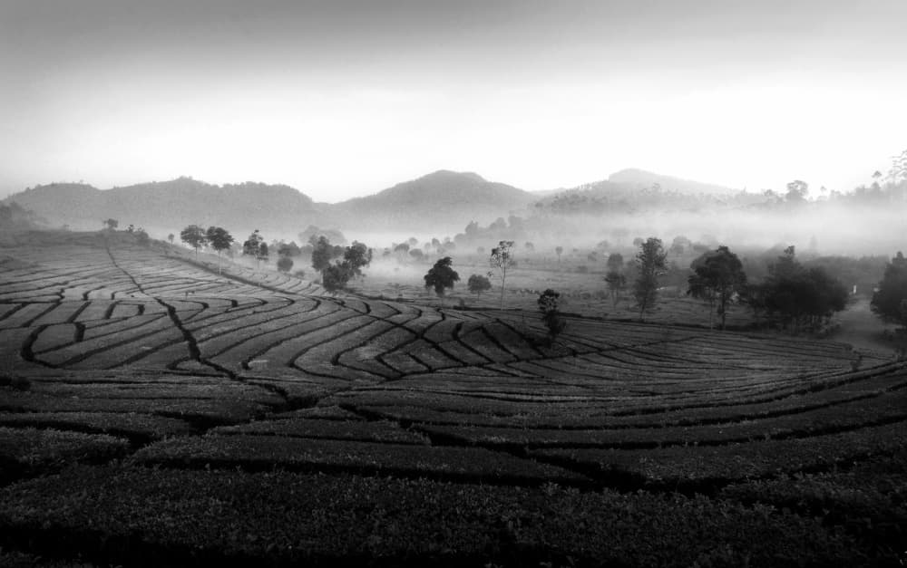 Misty Tea Plantation Landscape by Girdan Nasution — canvas wall art