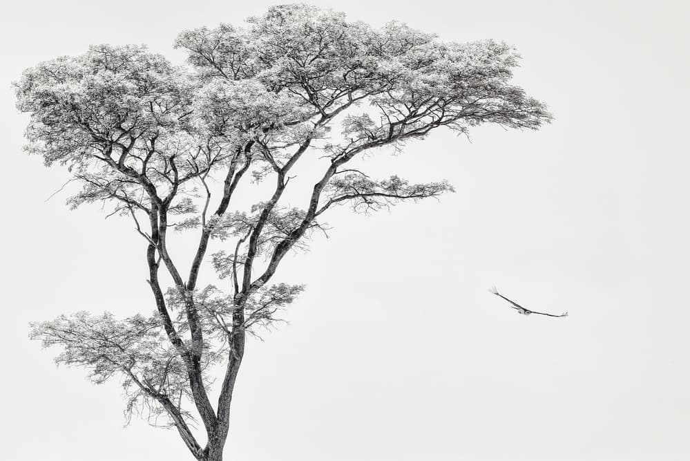 Tree and Bird Flight by Piet Flour — canvas wall art