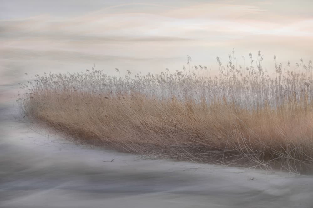 Ethereal Marsh Reeds by Christina Sillen — canvas wall art