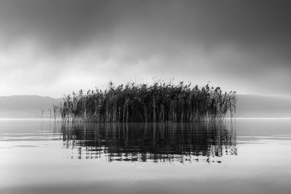 Misty Reed Reflections by George Digalakis — canvas wall art