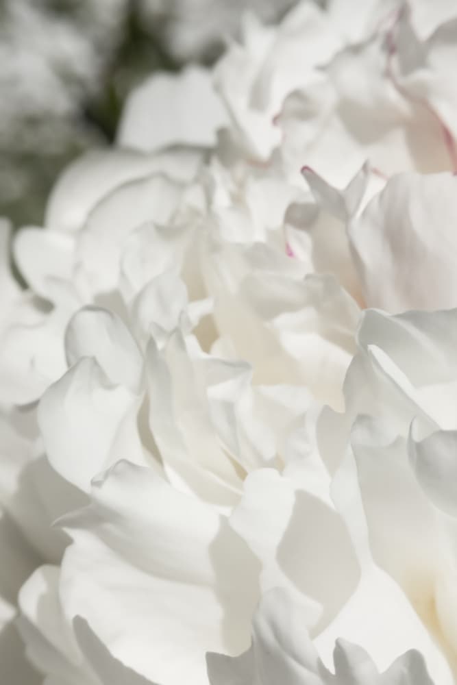 Pristine White Peony by Old Artists Studio III — canvas wall art