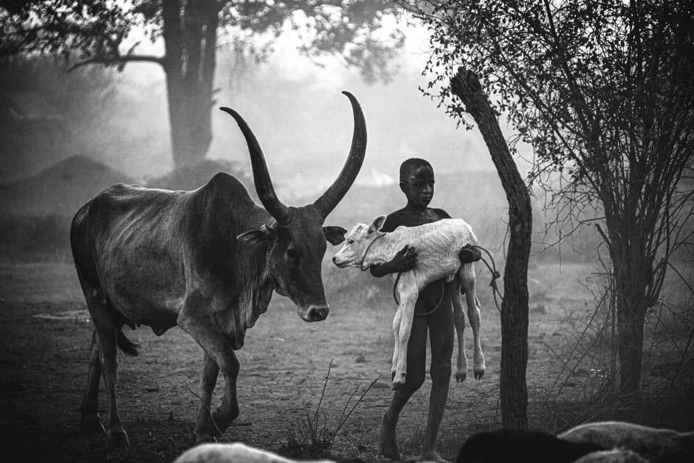 Boy Calf and Bull by Svetlin Yosifov — canvas wall art