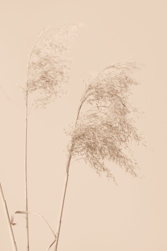Serene Pampas Grass by Old Artists Studio III — canvas wall art