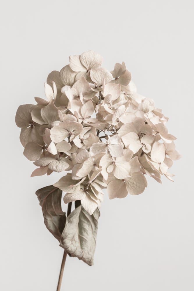 Soft Dried Hydrangea by Old Artists Studio III — canvas wall art