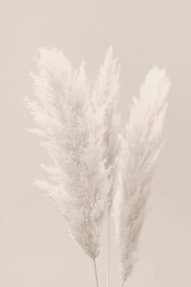Soft Pampas Plumes by Old Artists Studio III — canvas wall art