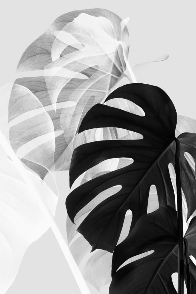 Elegant Monstera Leaves by Old Artists Studio III — canvas wall art