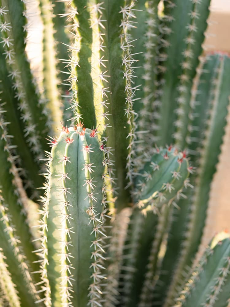 Gold &amp; Green Cacti Marrakech by Raisa Zwart — canvas wall art