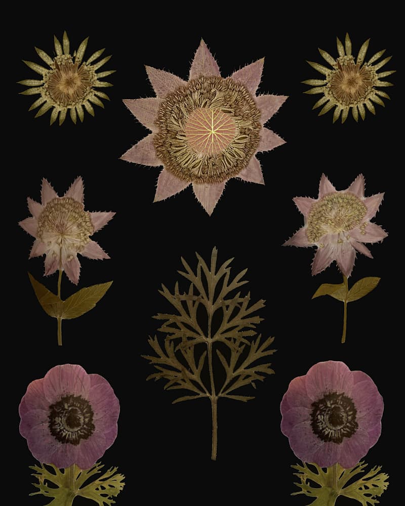 Vintage Pressed Botanicals by giovanna nicolo — canvas wall art