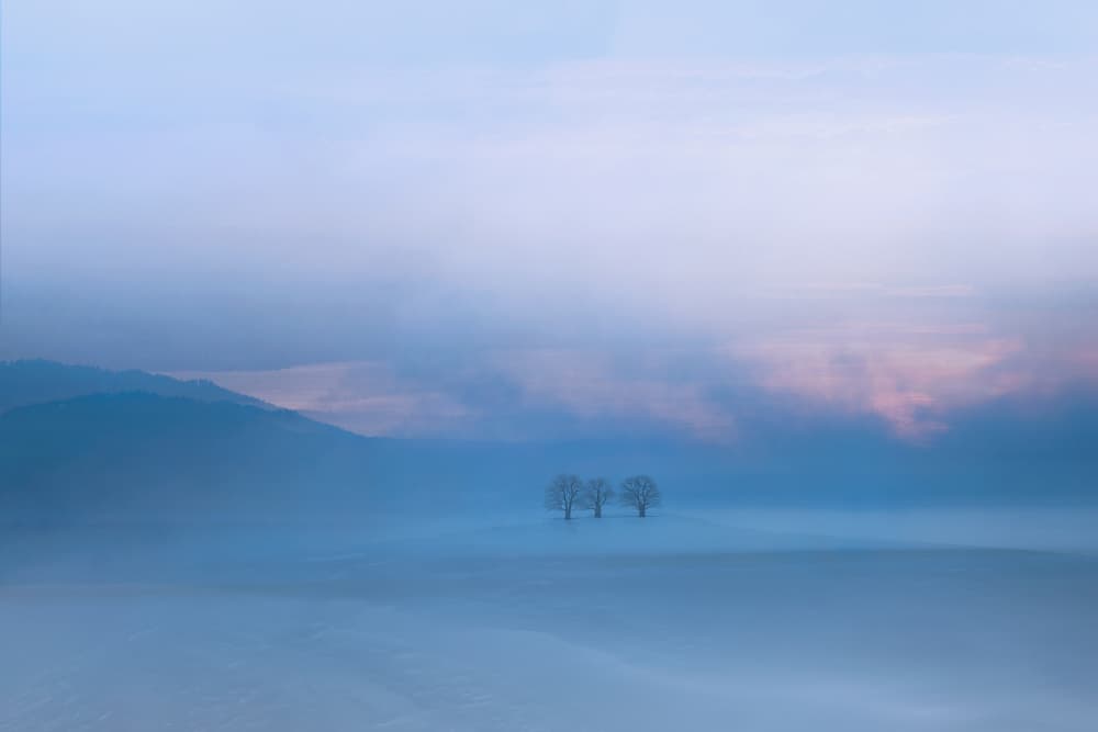 Misty Winter Trees by Uschi Hermann — canvas wall art