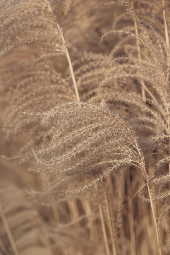 Soft Pampas Grass by Mayra Pama — canvas wall art
