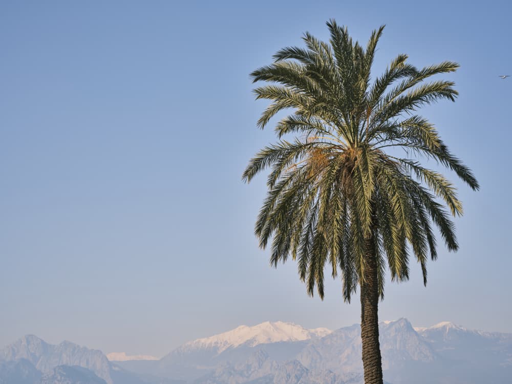 Palm Tree Snowy Peaks by engin akyurt — canvas wall art