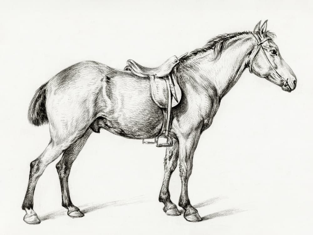 Standing Horse By Jean Bernard (1775 1883) by Jean Bernard — canvas wall art