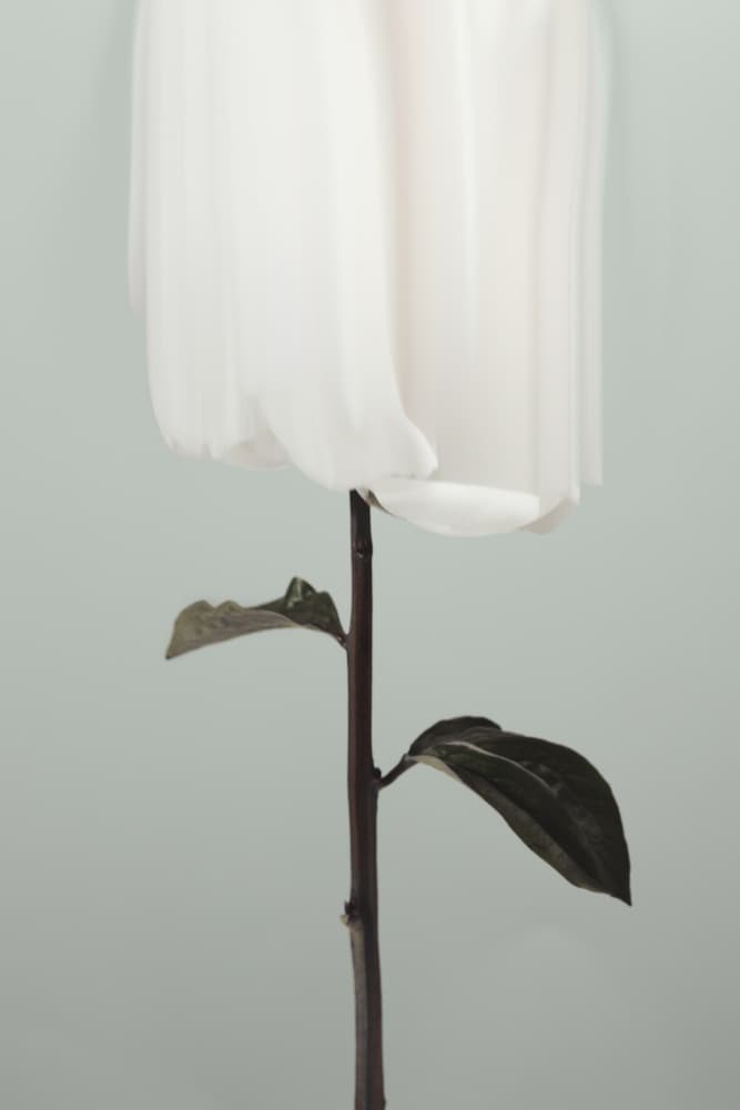 Ethereal White Flower by Old Artists Studio III — canvas wall art