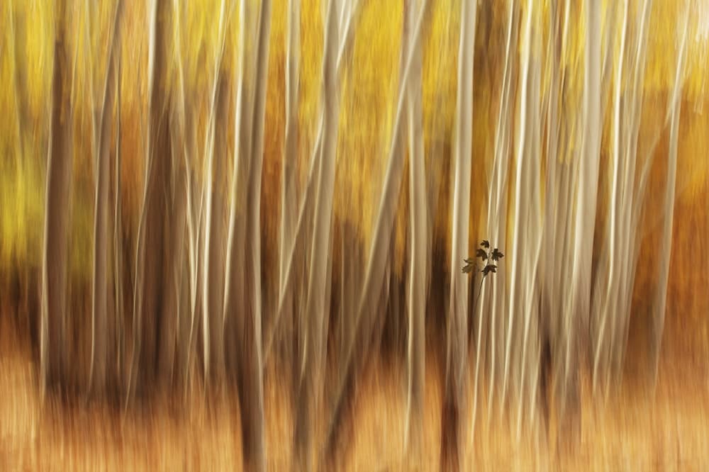 Golden Aspen Streaks by Amir hossein Shojaii — canvas wall art