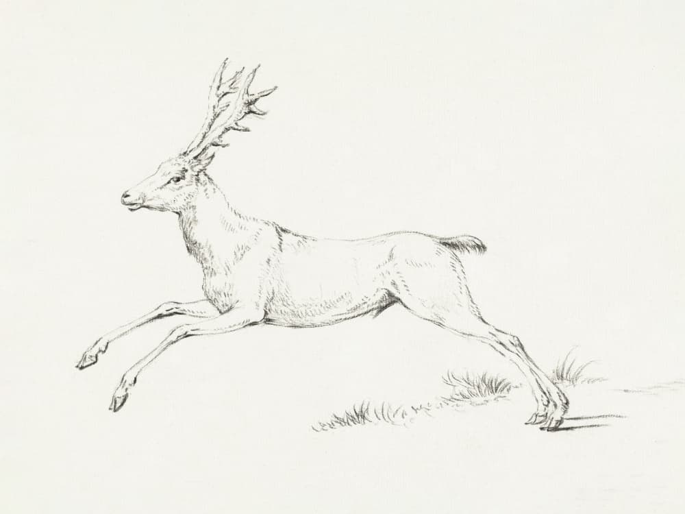 Jumping Deer by Jean Bernard — canvas wall art