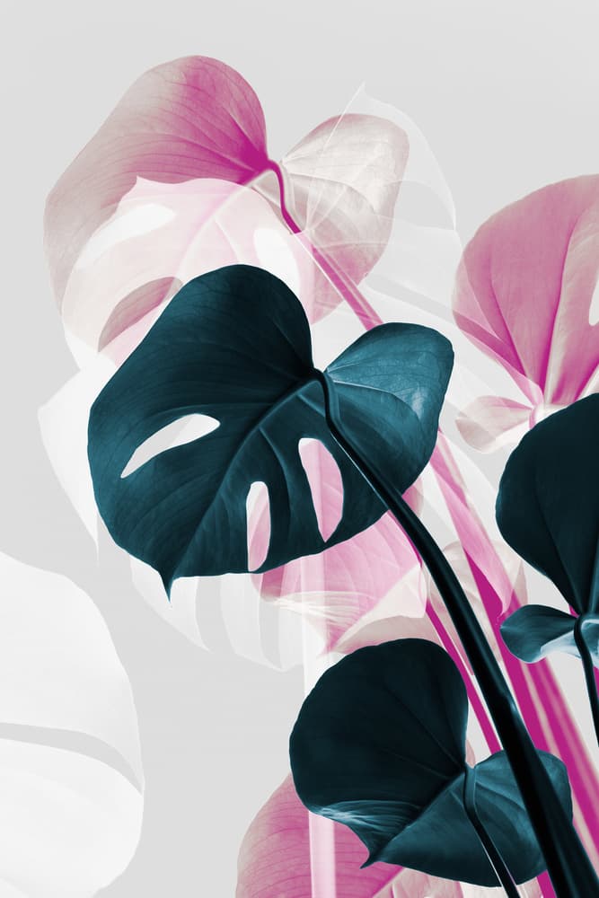 Pink Teal Tropical Monstera by Old Artists Studio III — canvas wall art