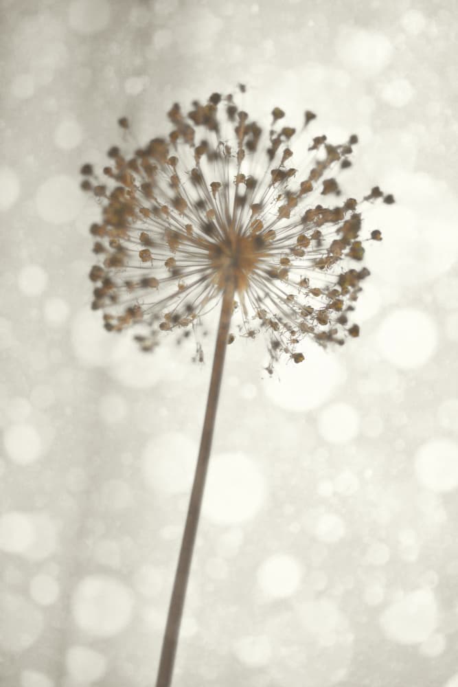 Soft Allium Bloom by Christina Sillen — canvas wall art