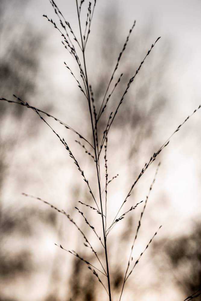 Grass 17 by Mareike Böhmer — canvas wall art