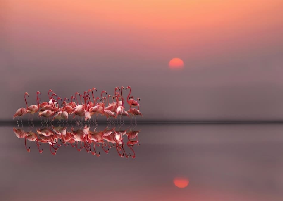 Flamingos At Sunset by Anna Cseresnjes — canvas wall art