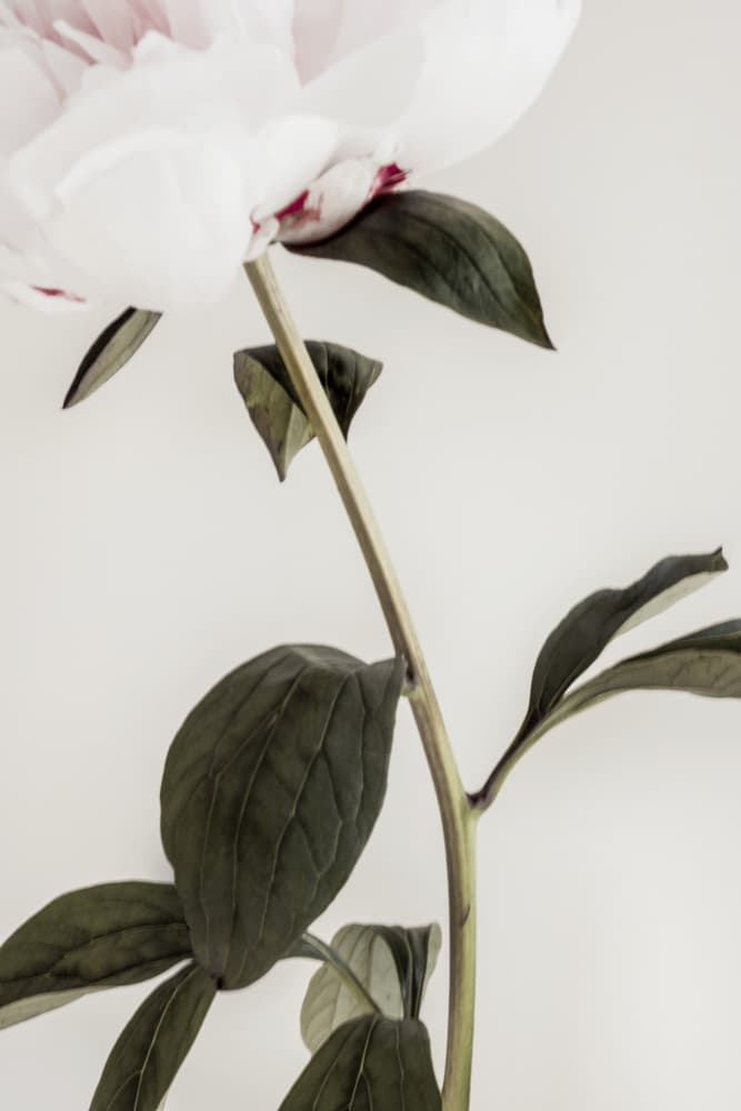 Delicate White Peony by Old Artists Studio III — canvas wall art