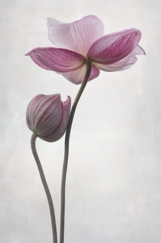 Backlit Pink Anemones by Lotte Grønkjær — canvas wall art