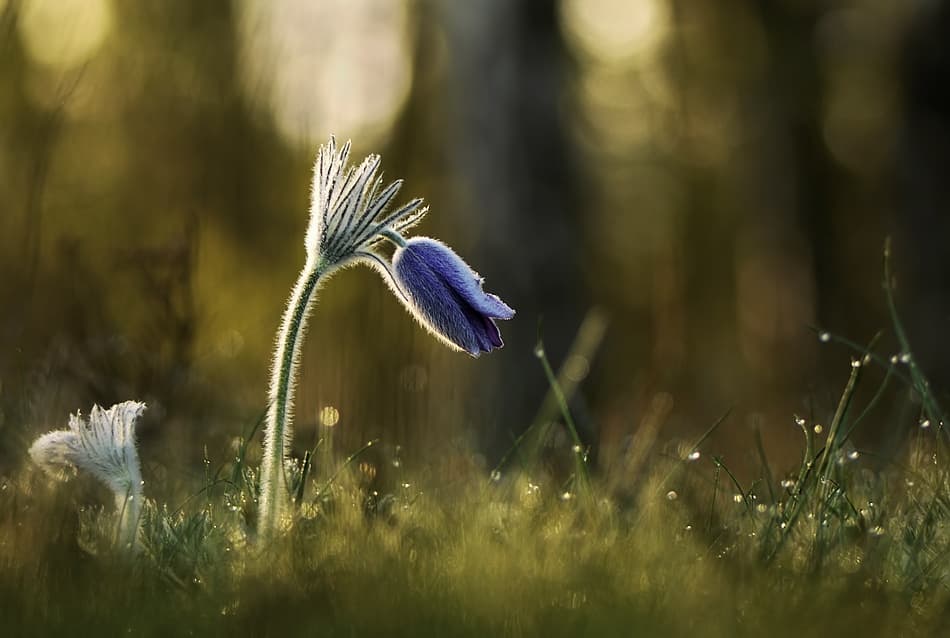 Dewy Purple Bloom by Istvan Lichner — canvas wall art