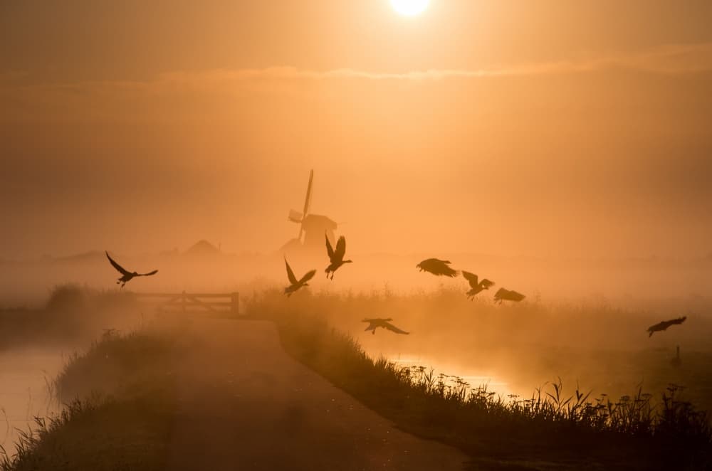 Misty Dawn Birds Windmill by Harm Klaverdijk — canvas wall art