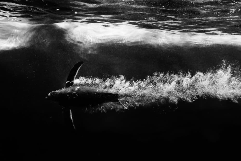 Powerful Penguin Swim by Semir Catovic — canvas wall art