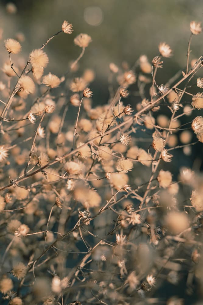 Soft Dried Botanicals by Old Artists Studio III — canvas wall art