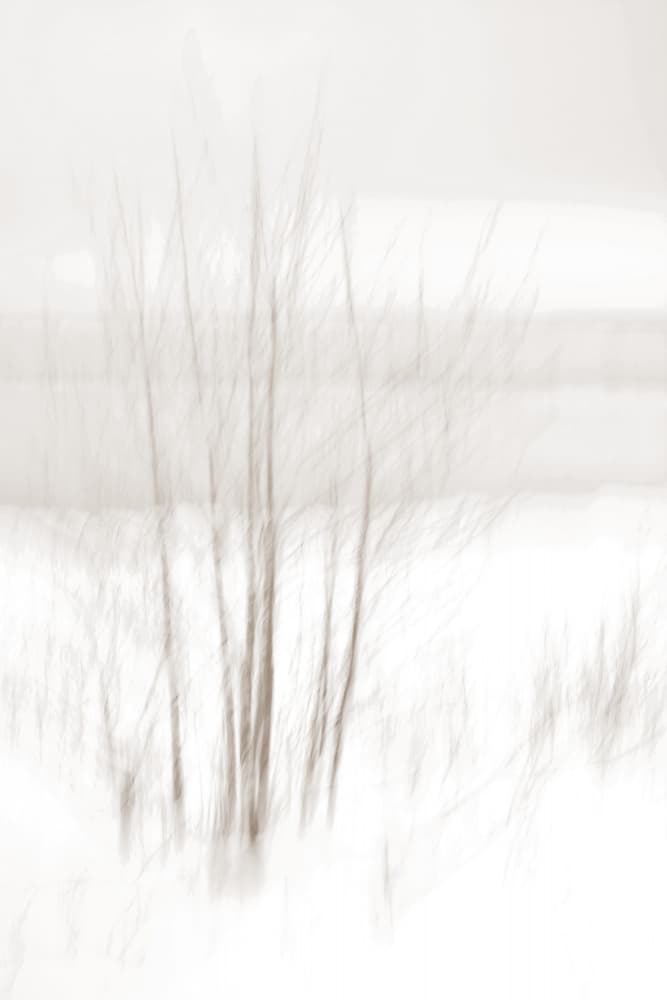 Ethereal Winter Woods by Christina Sillen — canvas wall art